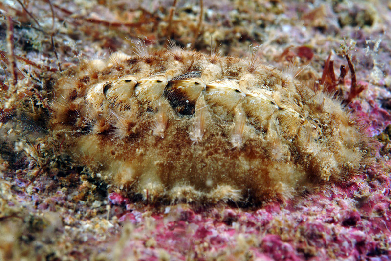 Achantochitona fascicularis ( Linne'' 1767 )
